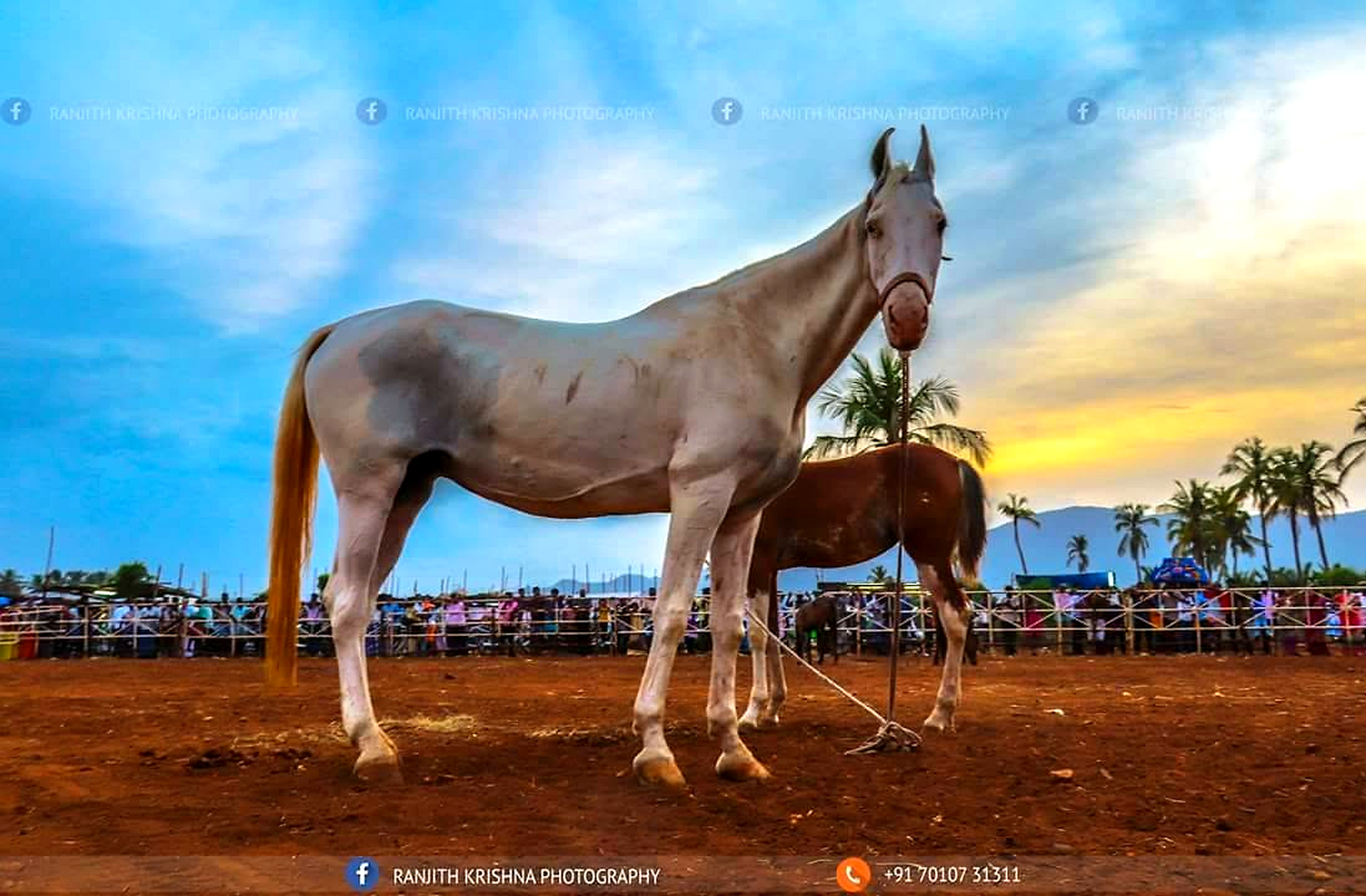 Anthiyur horse fair